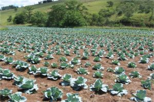 Growing Cabbages thru the Farm Project at Light for Africa Ministries