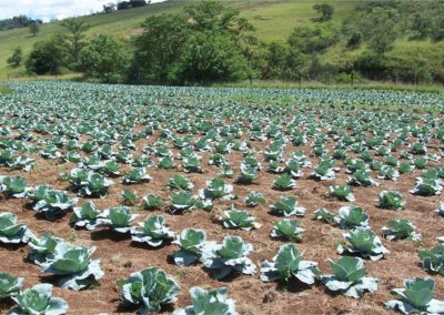 Growing Cabbages thru the Farm Project at Light for Africa Ministries