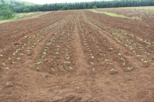 Field of cabbages
