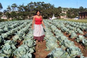 A successful crop of cabbages