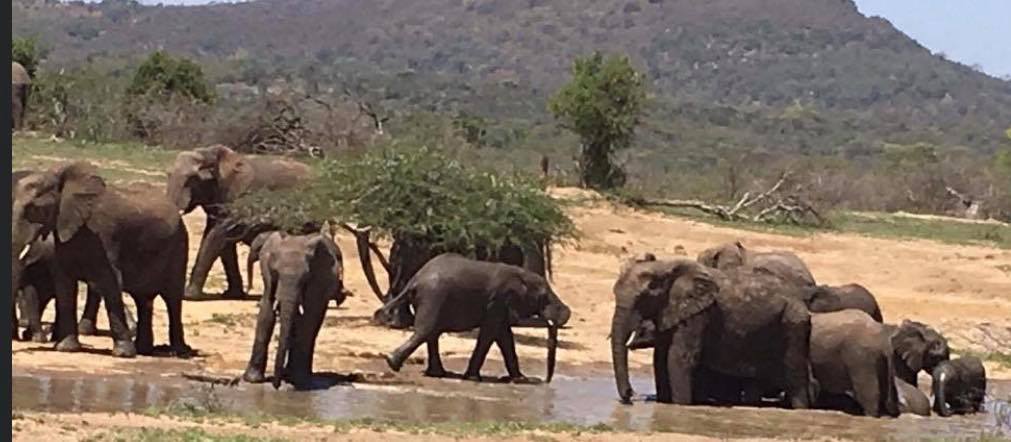 Mission Trip Elephants Elephants
