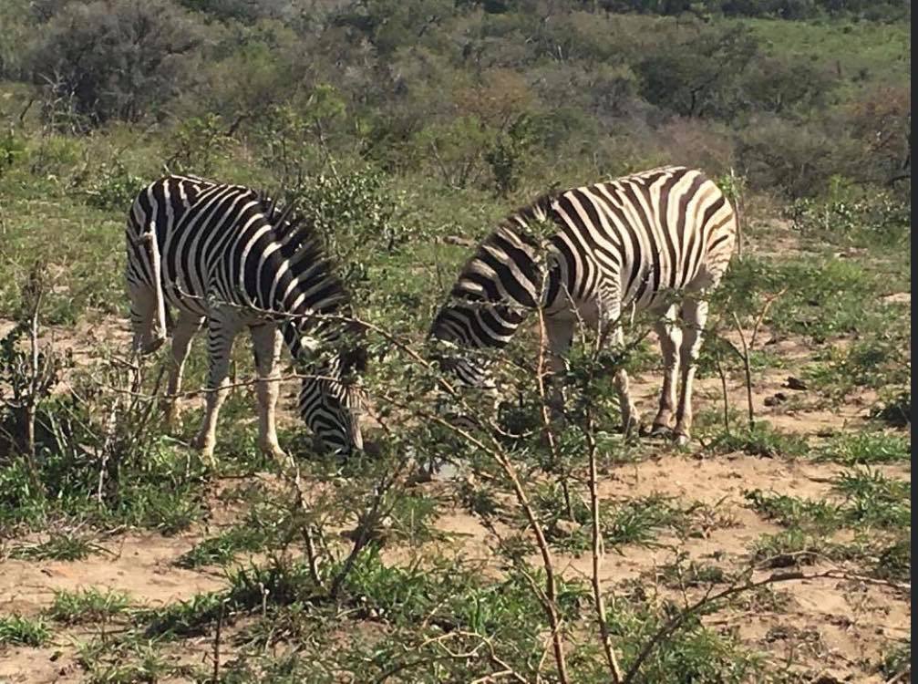 Zabras Zebras